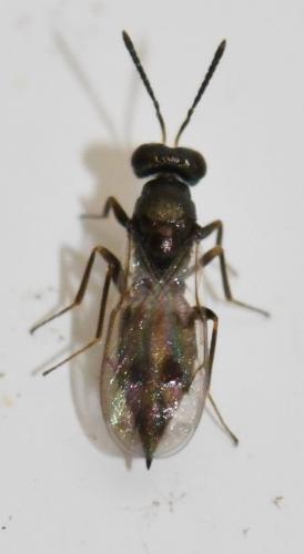 Nephelomalus conspersus